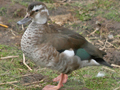 Ringed Teal